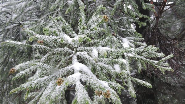 台北後花園下雪了 ！1232088