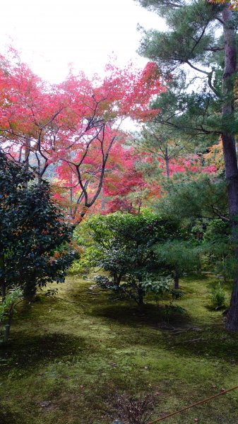 日本京都嵐山652034