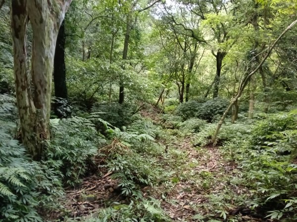 汐止區茄苳越嶺古道+上鹿窟崙山+九層坪山+四分尾山+大尖山8字走2981581