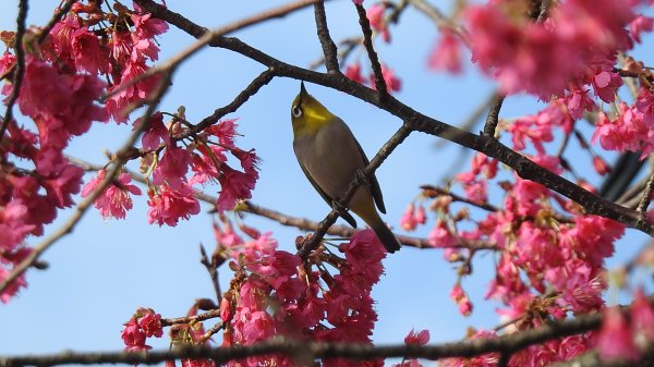 追花是簡單的快樂，賞花是恬淡的幸褔 2/112710551