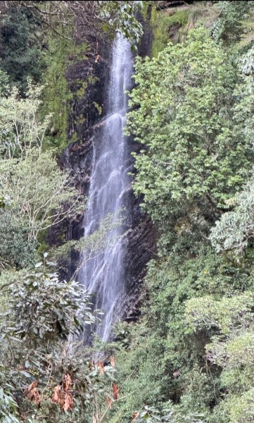 觀霧瀑布 賞鳥步道