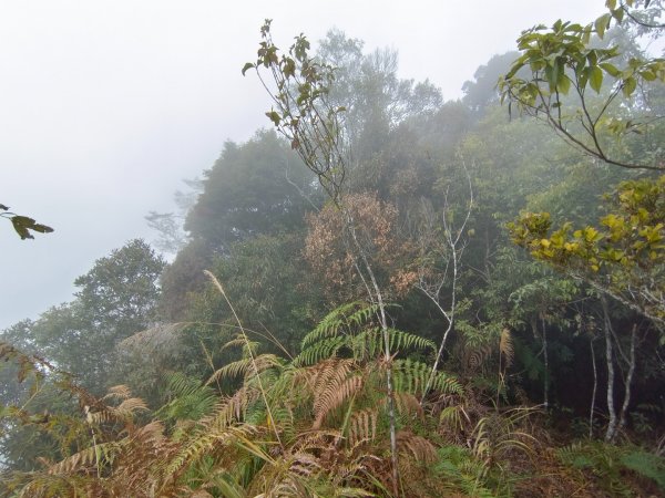 溪頭鳳凰山（米堤飯店香蕉園登山口）2070653