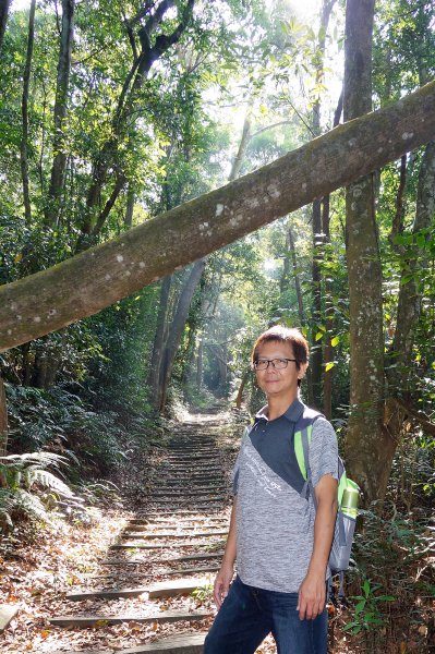 苗栗三義三角山596991