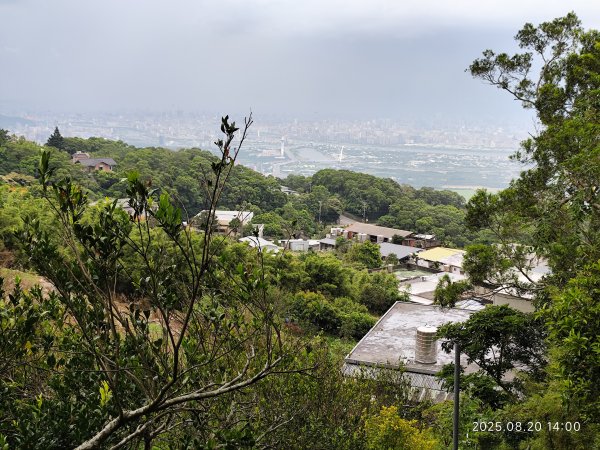 【臺北大縱走 1+2】2-2 大屯主峰-連峰步道→下青礐步道→貴子坑步道→忠義山步道→楓丹白露步道2866924