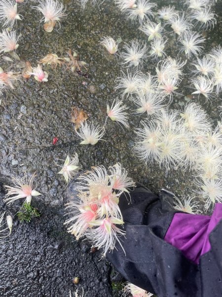 微笑山⛰️線-大棟-二格山-五分山-天上山-鳶山💎12條步道完成💙2834131