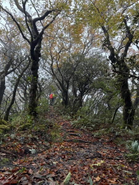 北插天山、山毛櫸、塔開神木2644571