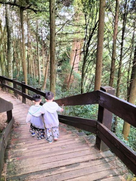 檜山巨木群步道2250289