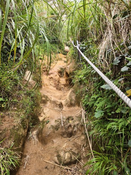 [百山百鳥尋旅-11/15] 2025_0927 大屯主峰-連峰步道_大屯山西峰2899464