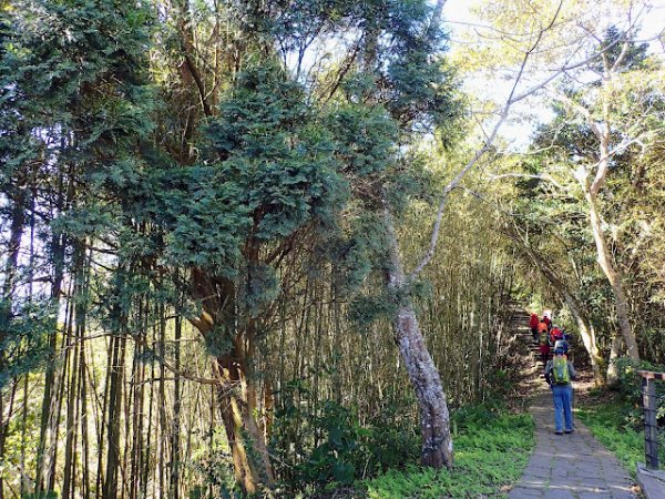 樟之細路, 大山背山/騎龍古道O走