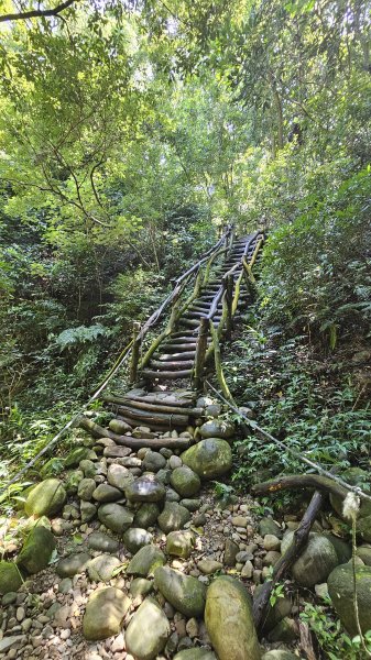 240915-小百岳#041頭嵙山。美美兔挑戰台中後花園-大坑153步道O繞。2627030