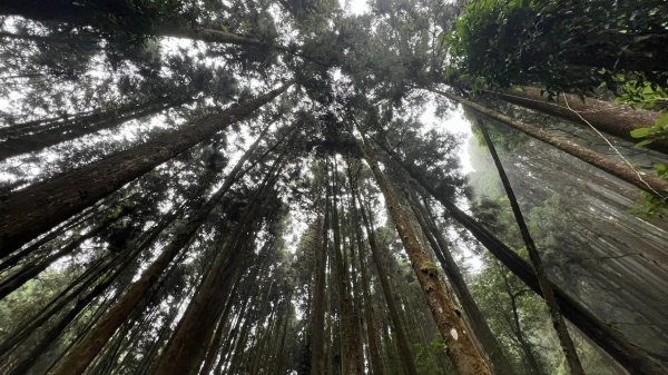 米堤香蕉園-鳳凰山-鳳凰南峰（台寅山） -金柑樹山-金柑樹山西北峰-領頭山東峰-忘憂森林2551821