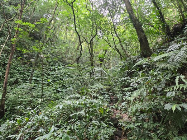 馬武督探索森林、外鳥嘴山2860607