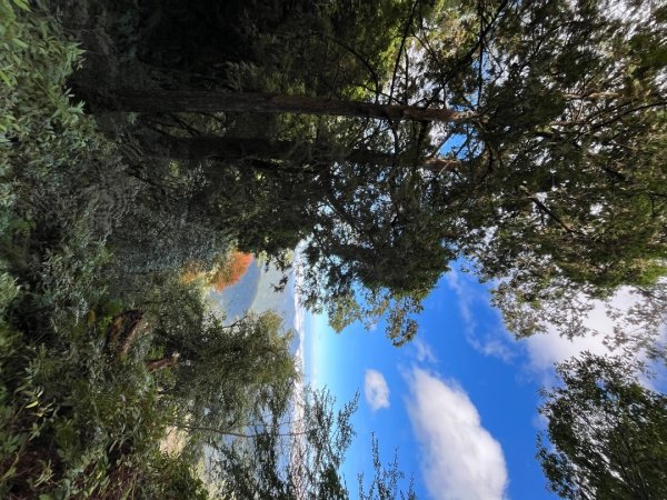 20231127_觀霧榛山步道（森遊竹縣）2763094