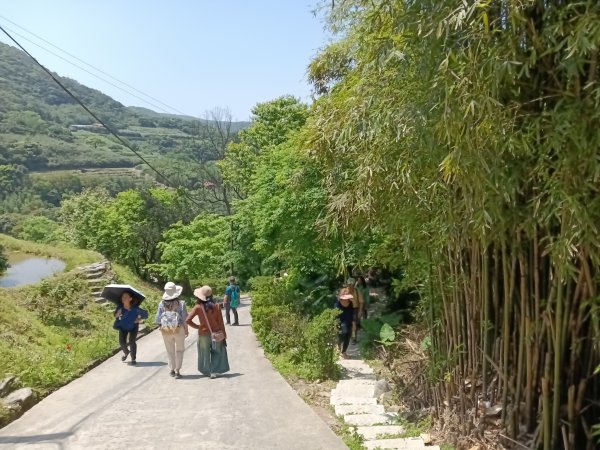 石門區嵩山百年水梯田鳶尾花祭+阡陌步道2763523