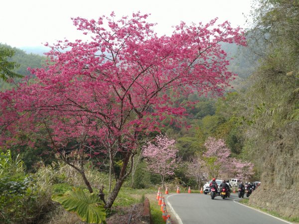 2023-02-26 登嘉南雲峰巧遇草嶺櫻花季2043969