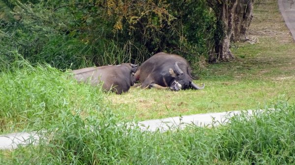 關渡自然鳥公園2322962