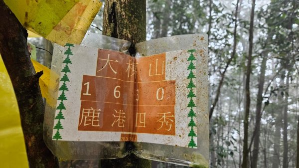 20250209橫沙笛鳶嘴醜肥大西稜O型2709381