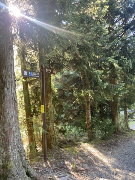 觀霧森林遊樂區（榛山及檜山巨木步道）3060131