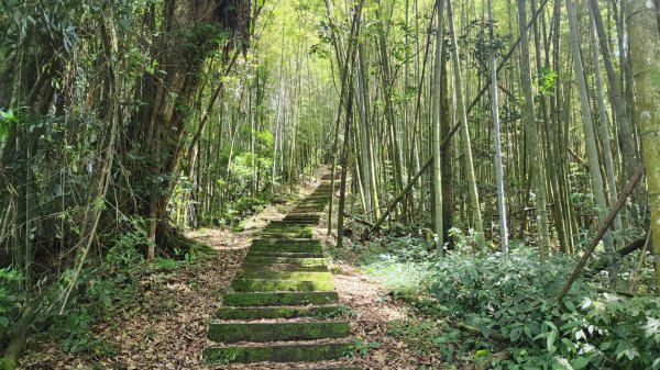 阿里山頂石棹步道群2195084