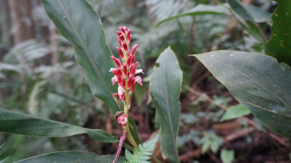 鵝公髻山之花400578