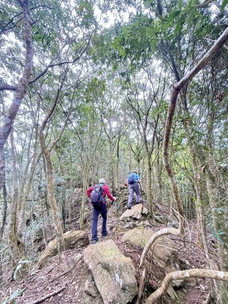 奧萬大登合流點山順撿楓樹林山.獅子頭    2025.3.112734148