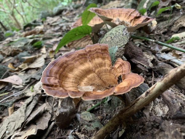 20260124屏東老佛山-老佛山南峰2992230