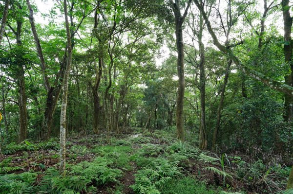 新竹 北埔 五分寮頂山、大南坑山、焿寮坪山、內大坪山2489174