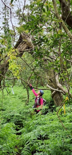 銀河洞越嶺貓空-新高麗坑山-銀獅縱走-猴山岳群峰+三條魚縱走2765494