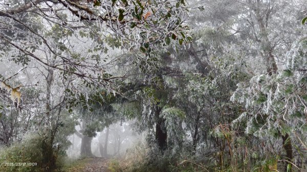 #望洋山 #太平山觀雲步道 #霧淞 #雲海 #帝雉 3/172737668
