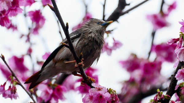 《青玉案・樂活櫻雲照水》2709186
