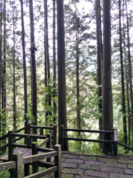 奮起湖歩l道，神社，杉林木棧道1426354