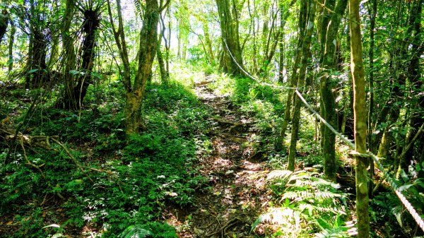 黃櫸皮寮山2898304