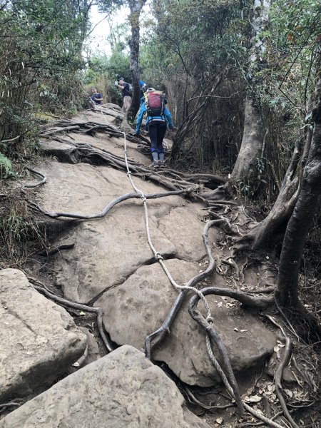 大坪林道 加里山 杜鵑嶺 環線1201440