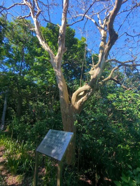 2026.01.25－微笑山線：【天上山系】烘爐地土地公段2994561