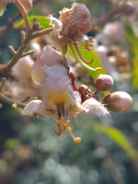 霧里乙部落-舊內文社-霧里乙山東北峰-霧里乙山-霧里乙南山-獅子頭山2766069