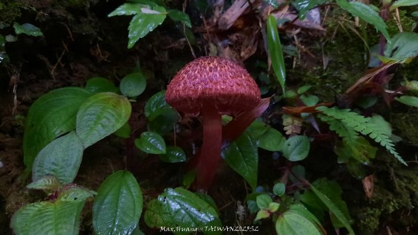 《雲林》望好望角｜石壁山嘉南雲峰步道(中側登山口）202506072805359
