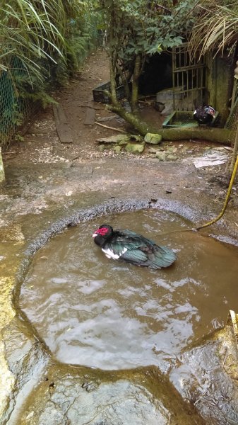 【臺北大縱走2】頂湖和竹子湖賞繡球花海芋981875