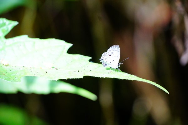埔里彩蝶瀑布之國姓鄉眉冷山及糯米橋1466192