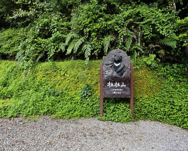 2025_0713 拉拉山神木群步道2837724
