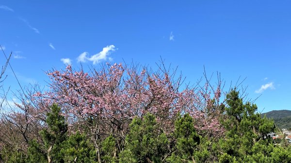 20210121-平等里櫻花+坪頂古圳+原住民文化主題公園1444732