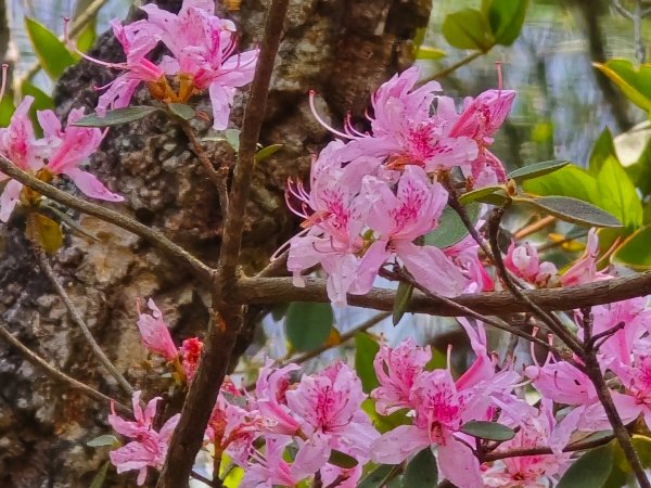 谷關松鶴橋對面的德芙蘭生態步道順登東卯山西南峰2748331