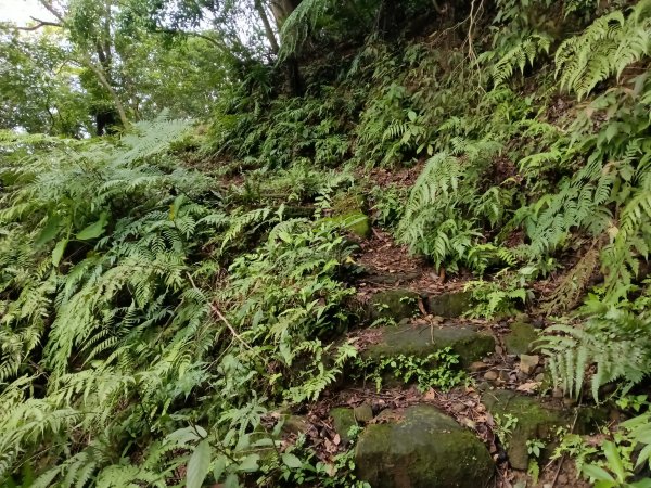 汐止區大尖山櫻花+秀峰瀑布O型3009371