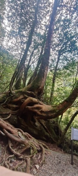 拉拉山國家森林遊樂區2752260