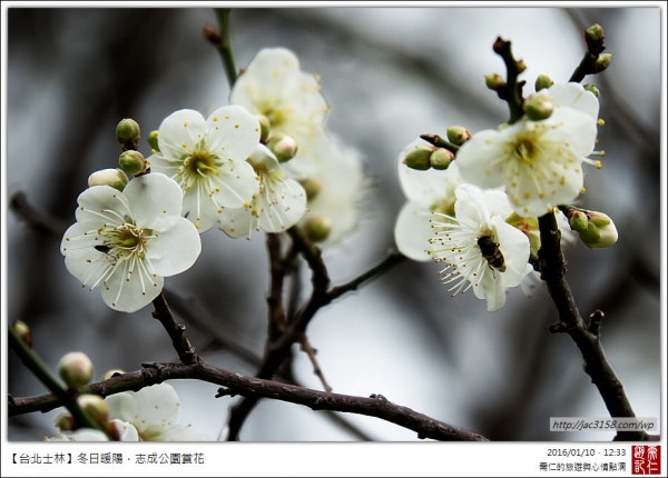 【台北士林】冬日暖陽．志成公園賞花27056