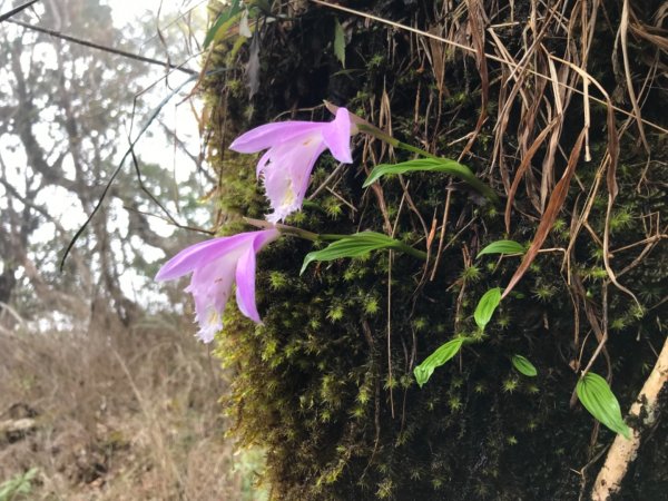 一葉蘭（期間限定）、加里山、杜鵑嶺2099935