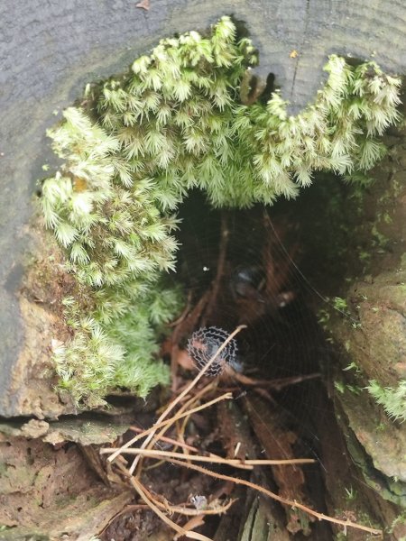 新店到貓空10K（台北天際線1部份路段）2993626