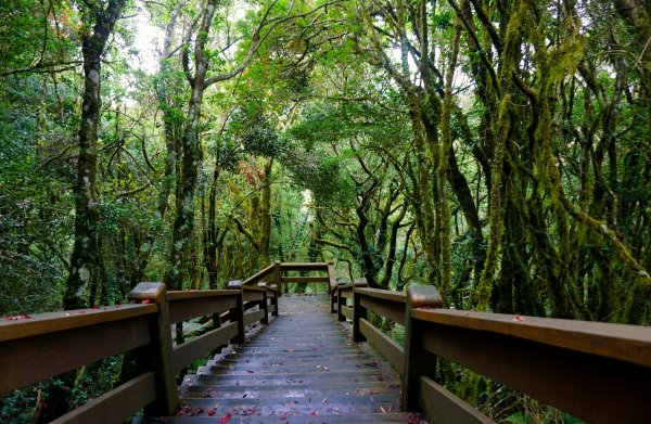 檜山巨木森林步道481607