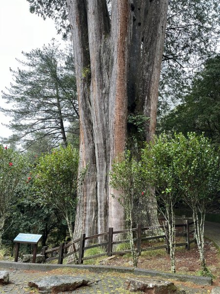 大雪山森林遊樂區2737490