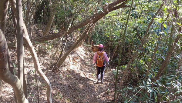 (姨婆趴趴走)第四十五集:新竹竹東三山（新具庄山、樹杞林山、員崠子山）環狀縱走2662256