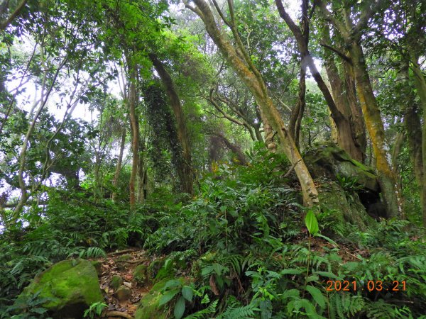 桃園 大溪 金面山、金山面山1315357